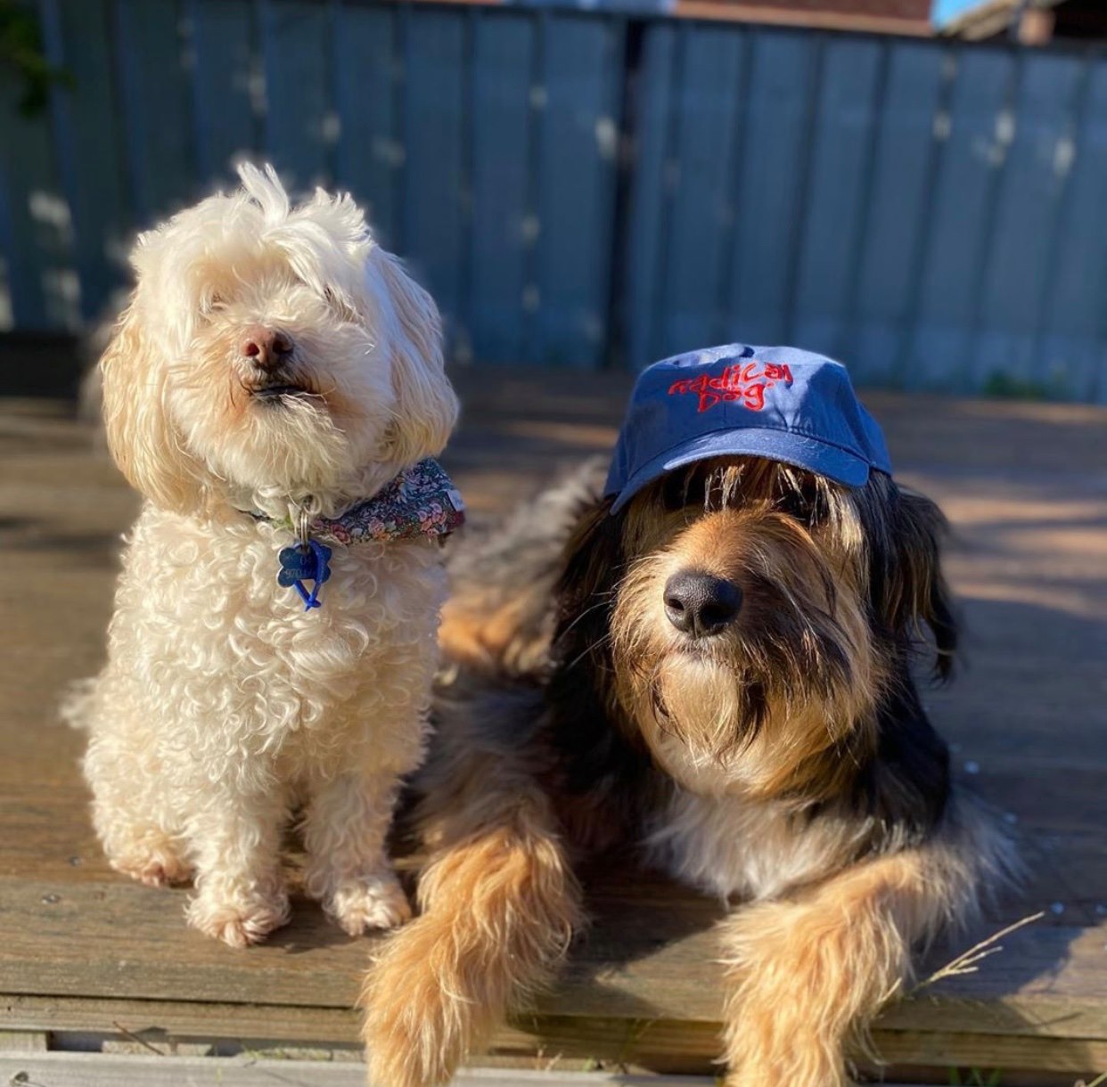 Radical Dog Cap